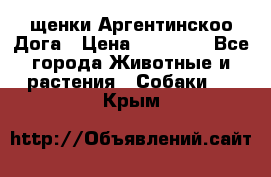 щенки Аргентинскоо Дога › Цена ­ 25 000 - Все города Животные и растения » Собаки   . Крым